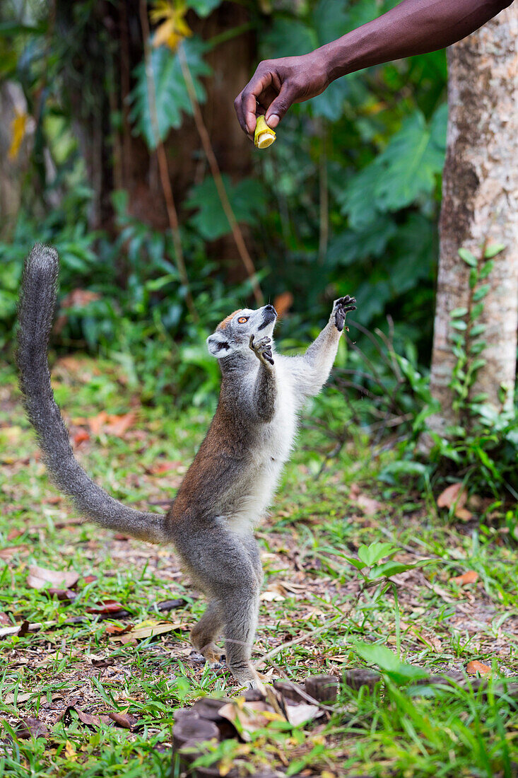 Crowned lemur female being fed, Eulemur coronatus, Madagascar, Africa, captive