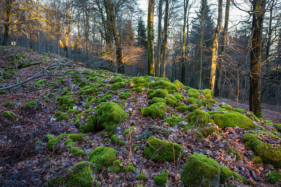 remains of a celtic wall, winterly forest, Rhineland-Palatinate, Germany, Europe
