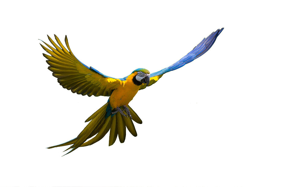 Blue-and-Yellow Macaw flying in rainforest, Ara ararauna, South America, captive
