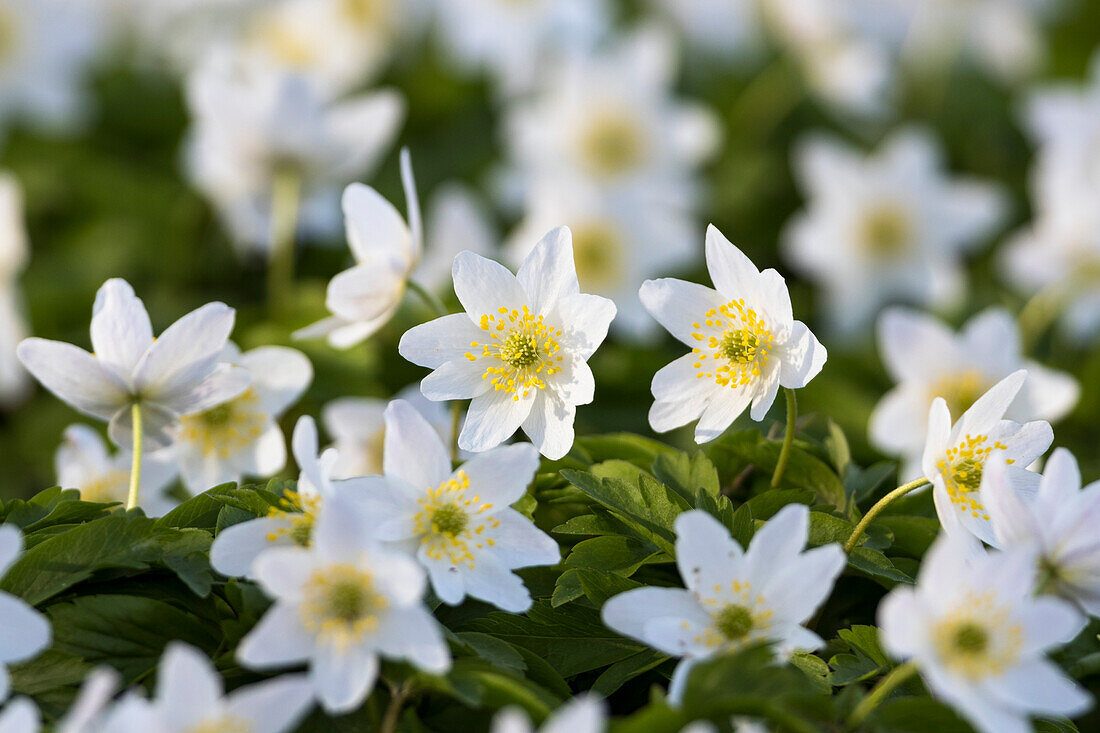 Wood anemone in beech forest in spring, Anemone nemorosa, Hainich National Park, Thuringia, Germany, Europe