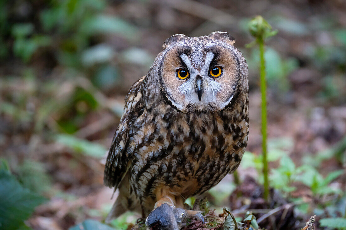 Long-eared Owl, Asio otus, Bavarian Forest National Park, captive, Germany, Europe
