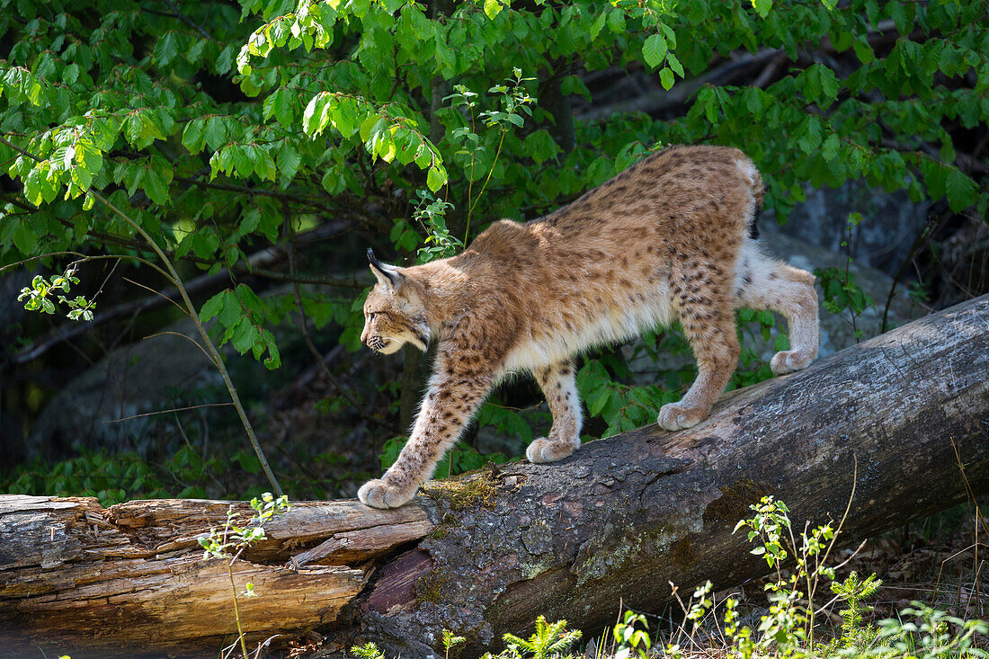 European Lynx, Lynx lynx; Nationalpark Bayrischer Wald, Bavaria, Germany, captive