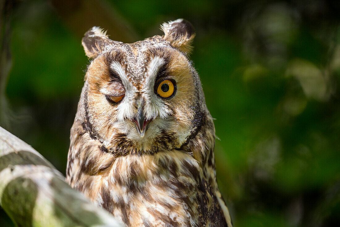 Long-eared Owl twinkling, Asio otus, Bavarian forest National Park, Bavaria, Germany, Europe