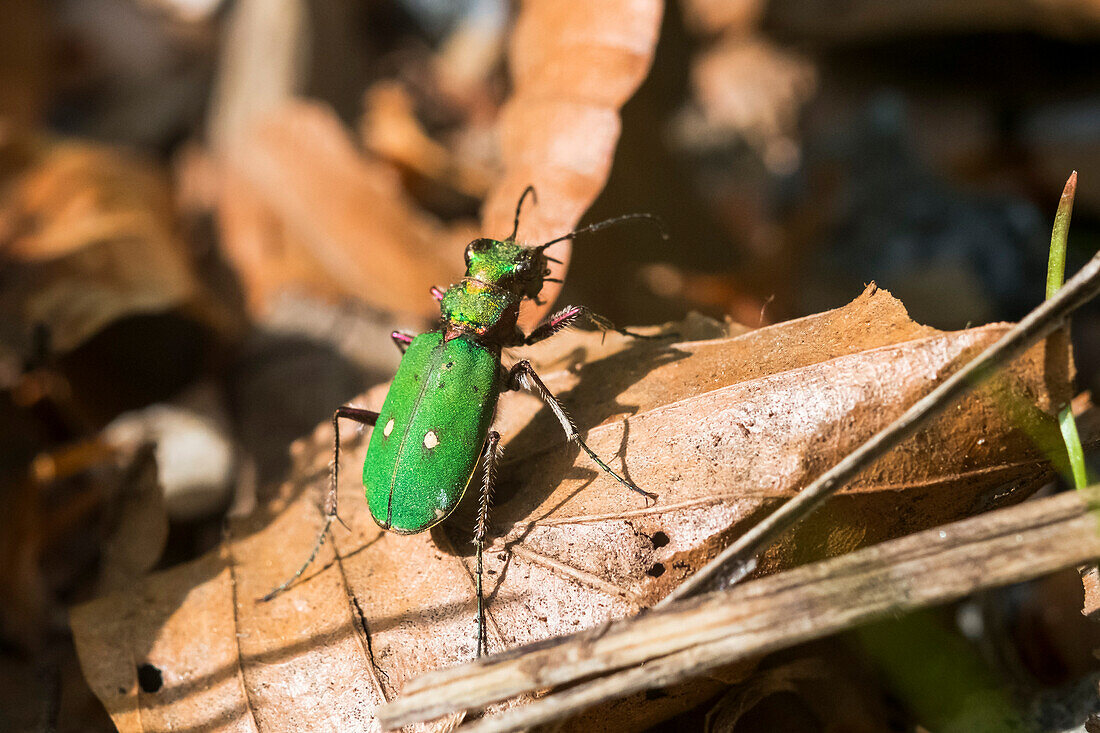 Green Tiger Beetle, Cicindela campestris, Bavaria, Germany, Europe