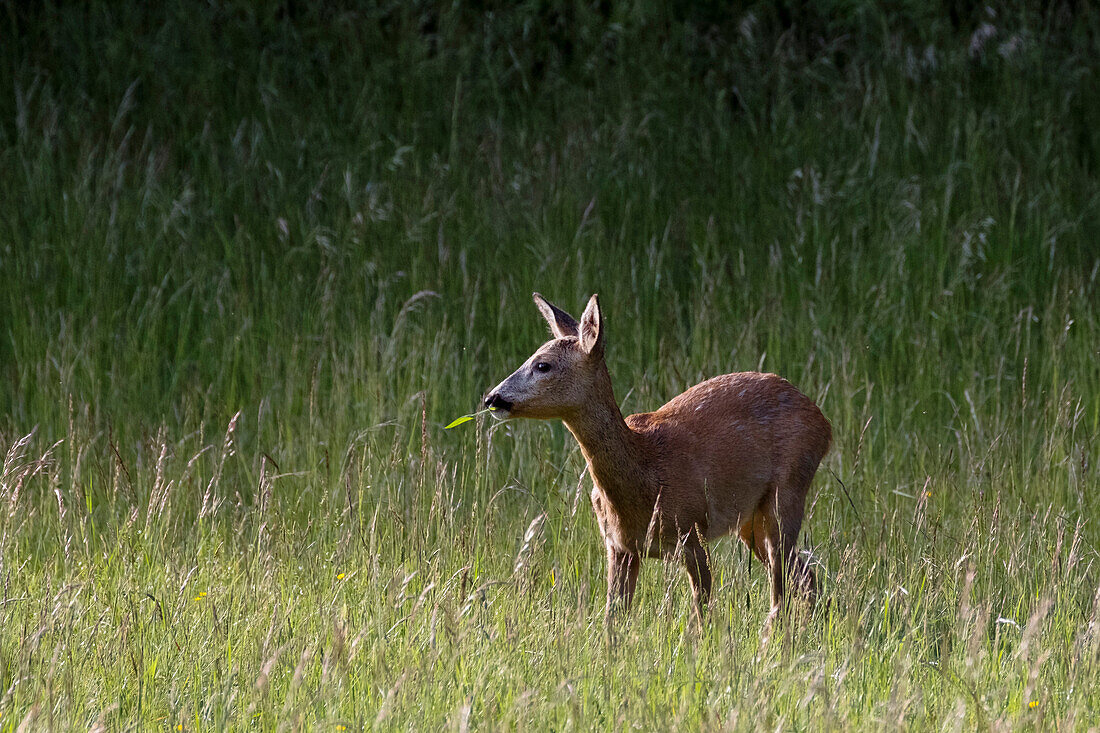 Roe Deer in meadow, female, Capreolus capreolus, Upper Bavaria, Germany, Europe
