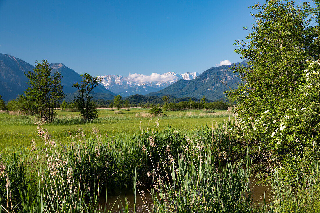 Moor, Murnau, Ramsach river, Wetterstein mountains, Alps, Landkreis Garmisch-Partenkirchen, Upper Bavaria, Germany, Europe