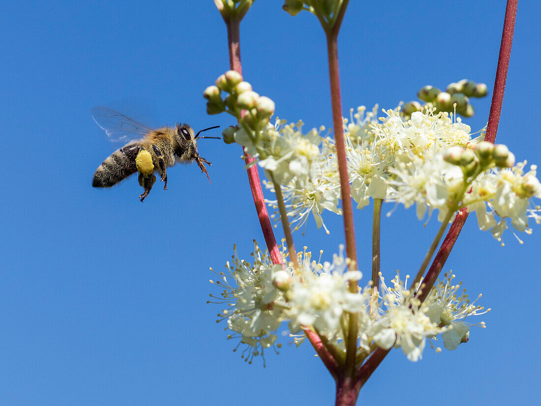 Honigbiene, Apis mellifera, Arbeiterin, an Blüte von Mädesüß, Filipendula ulmaria, Oberbayern, Deutschland