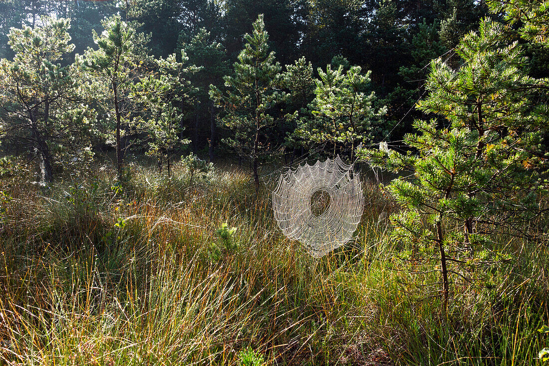 Spiderweb with dew, fir trees, Bavaria, Germany, Europe
