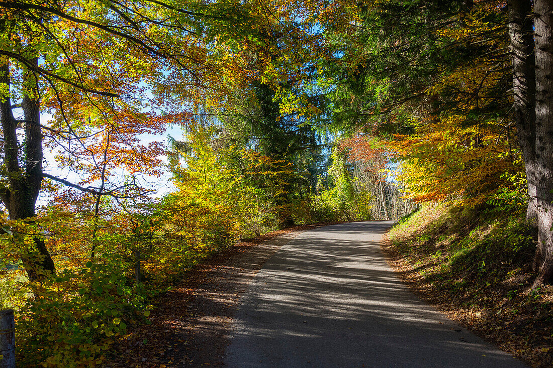 Weg in Mischwald, Herbststimmung, Oberbayern, Deutschland, Europa