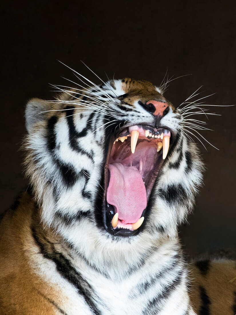 Sibirischer Tiger gähnt, Panthera tigris altaica, Zoo