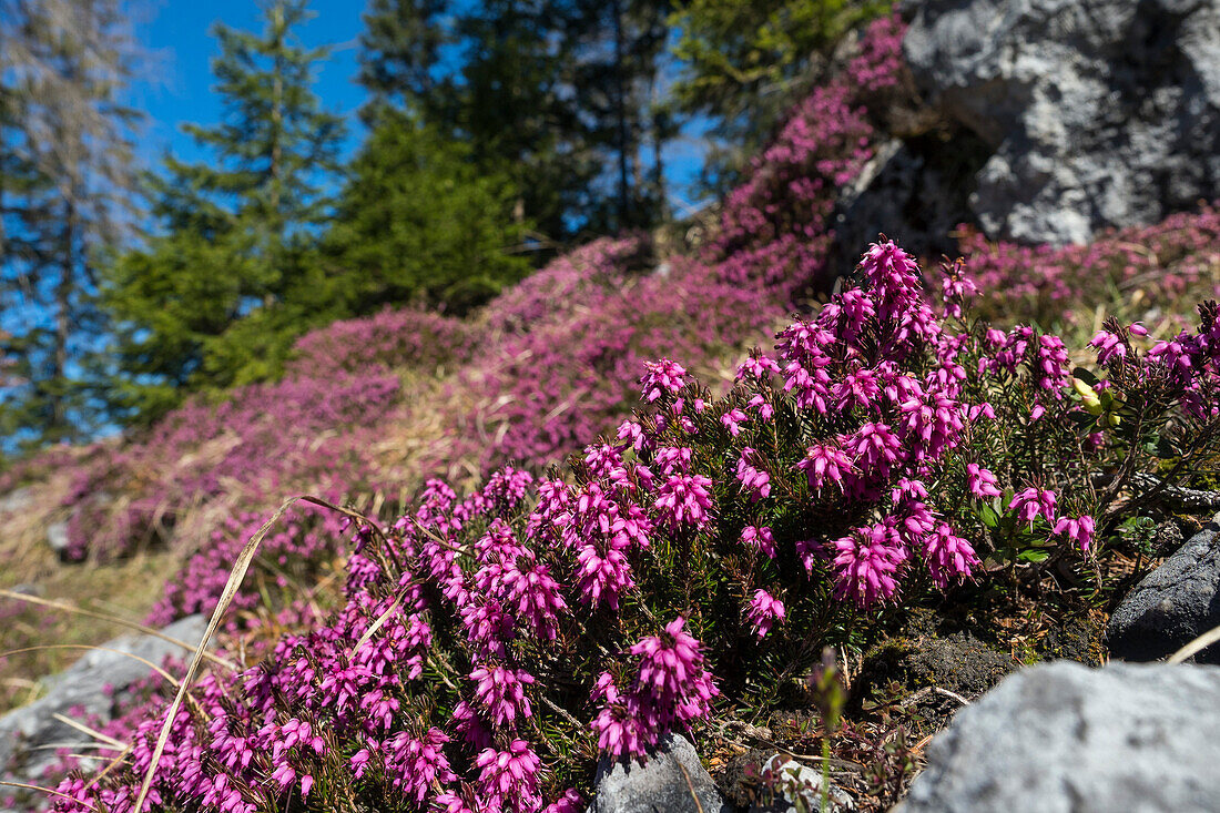 winter flowering heather, Erica herbacea, Alps, Austria, Europe