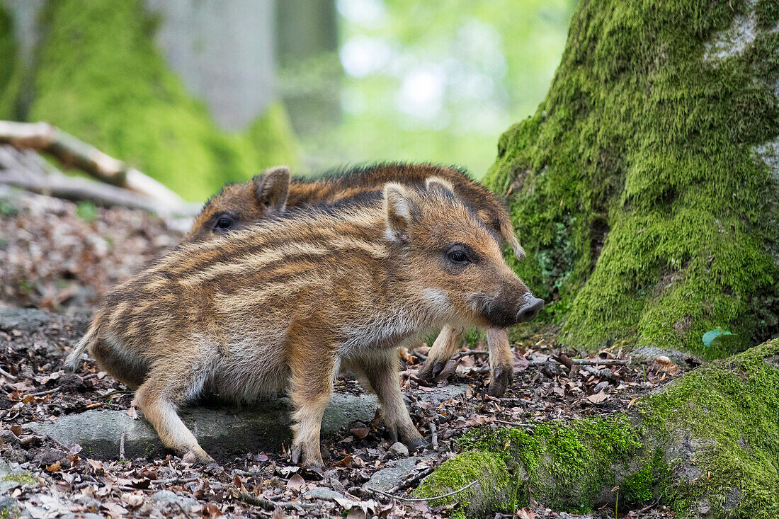 Wildschwein Frischlinge, Sus scrofa, Deutschland