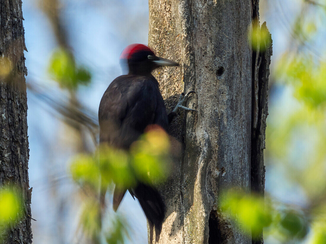Black Woodpecker, Dryocopus martius, male drumming, Bavaria, Germany; Europe