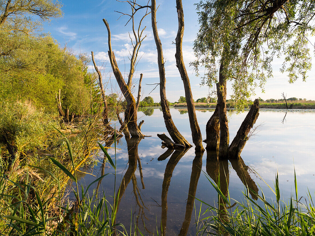 Floodplains of the Danube River near Gmünd, Lower Bavaria, Germany, Europe