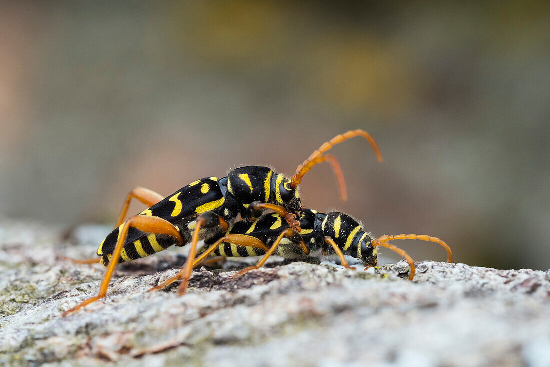 Eichenwidderbock, Paarung, Plagionotus arcuatus, Oberbayern, Deutschland