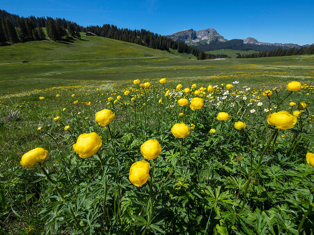 Trollblumen, Trollius europaeus, Berner Oberland, Schweizer Alpen, Schweiz, EuropaEuropa