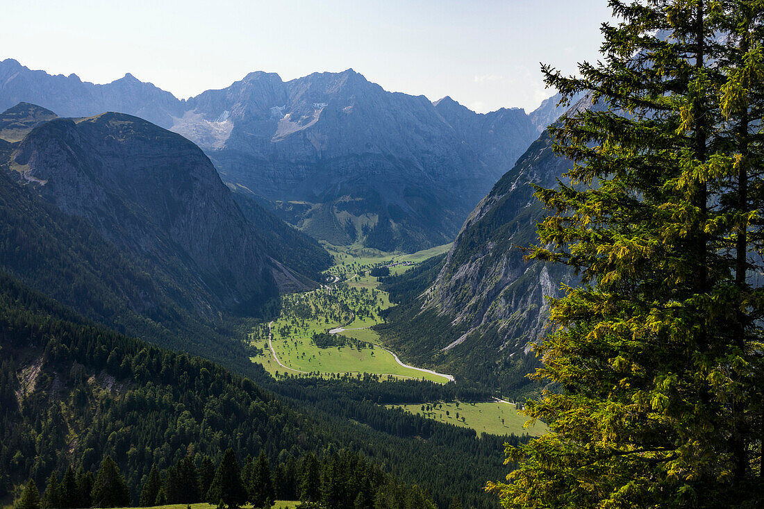 Blick in den Großen Ahornboden vom Plumsjoch-Weg aus, Bergahorn, Acer pseudoplatanus, Eng, Österreich, Europa