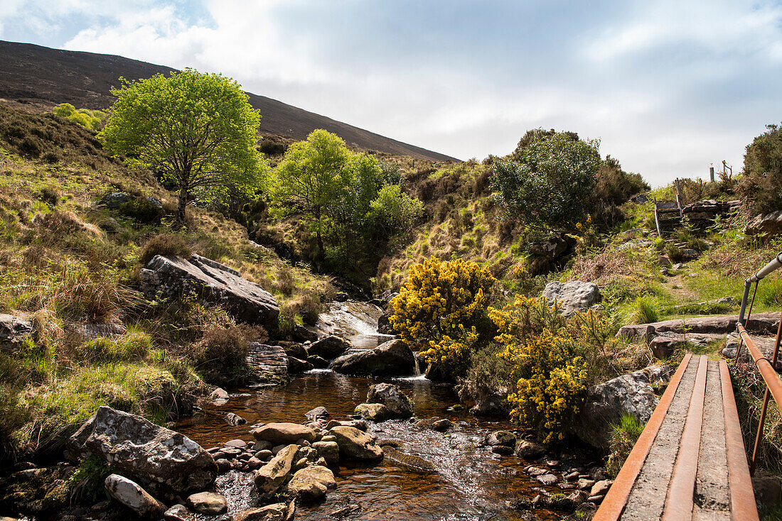 Auf der ersten Etappe vom Weitwanderweg Dingle Way in Irland blüht entlang eines idyllischen Baches der duftende gelbe Stechginster, nahe Blennerville, nahe Tralee, Dingle Halbinsel, County Kerry, Irland, Europa