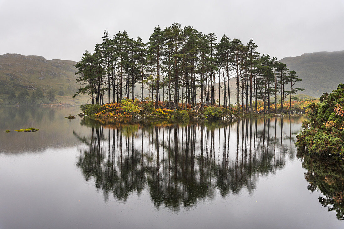 Bäume auf einer Insel in einem See, Inverpolly Nature Reserve, Highlands, Schottland, Großbritannien