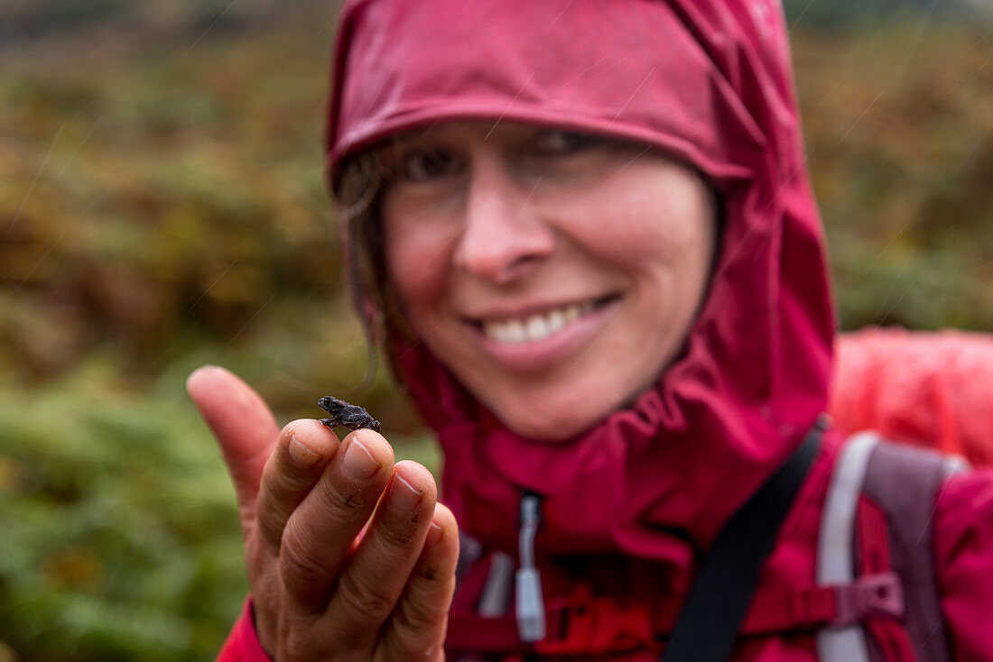Eine Wanderin hält einen kleinen Frosch auf den Fingern, Inverpolly Nature Reserve, Highlands, Schottland, Großbritannien