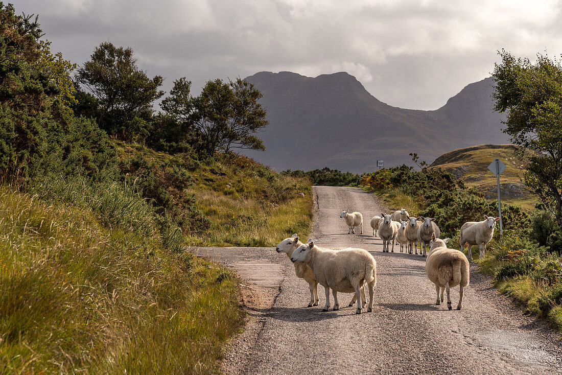 Sheep bar road, Inverpolly Nature Reserve, Highlands, Scotland, UK