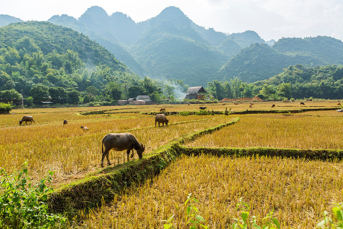 Wasserbüffel weiden auf einem Reisfeld, Mai Chau, Vietnam