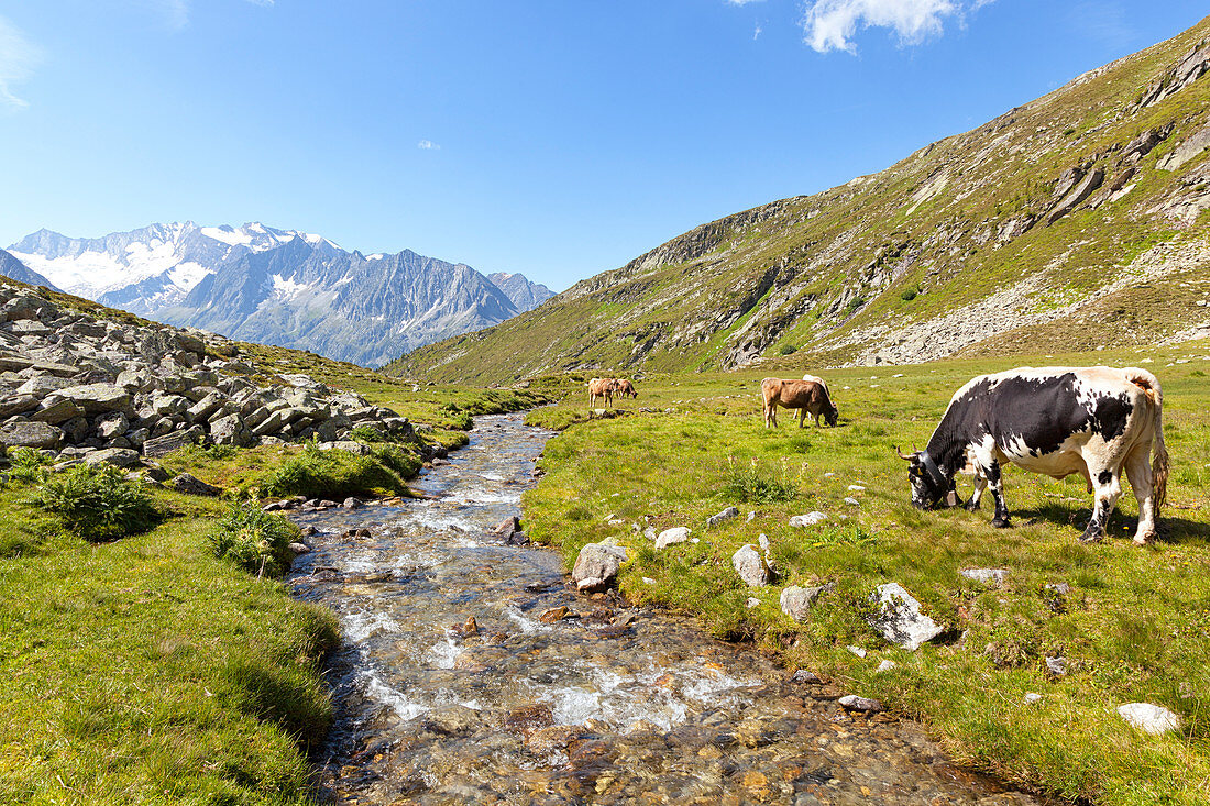 Kühe in Lapen Kar-Tal mit Hochfeiler-Gruppe auf dem Hintergrund, Tirol, Schwaz-Bezirk, Österreich.