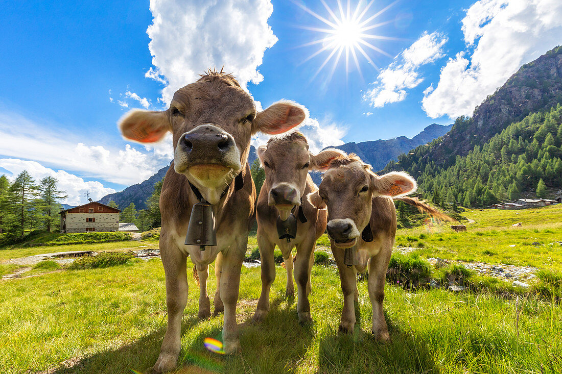 Drei Kühe auf der Weide, Valmalenco, Veltlin, Lombardei, Italien
