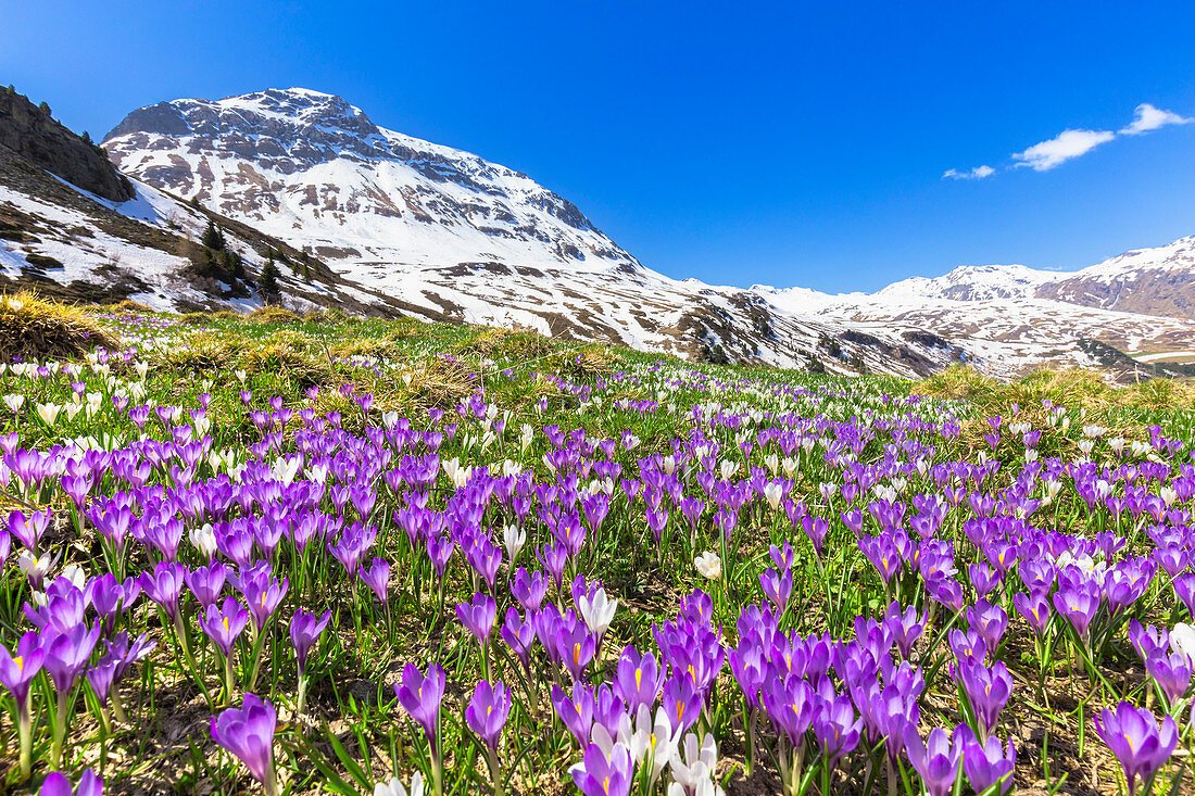 Blühen von purpurrotem Krokus beim Julier Pass, Parc Ela, Region von Albula, Kanton Graubünden, Schweiz