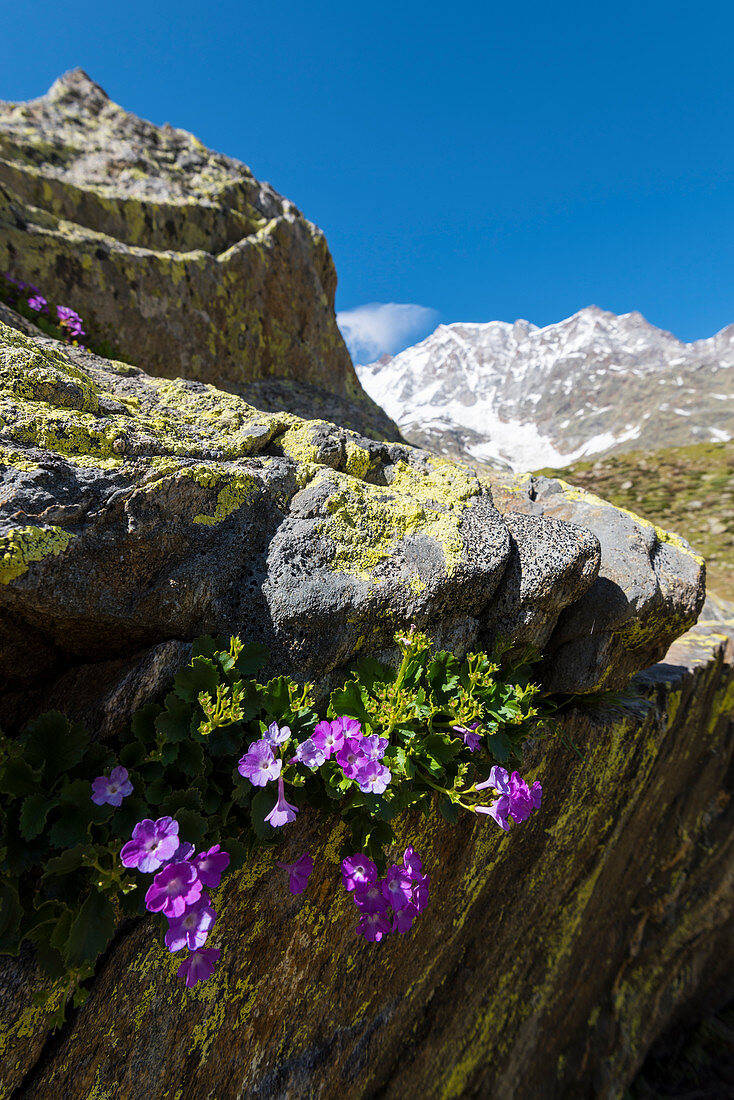 Schlüsselblumen auf einem Felsen, Valle Anzasca, Ossola, Walliser Alpen, italienische Alpen, Italien