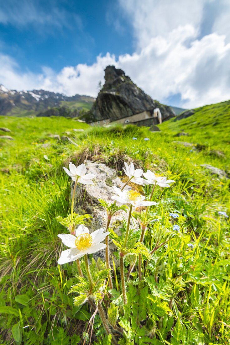 Blumen bei Sans Besso, Campiglia-Tal, Valle Soana, Nationalpark Gran Paradiso, Piemont, Italien