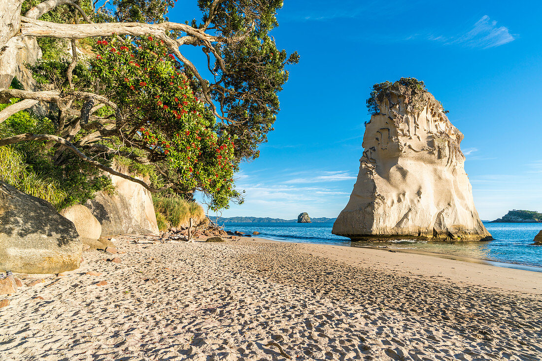 Te Hoho rock and Pohutukawa tree at Cathedral Cove. Hahei, Waikato region, North Island, New Zealand.