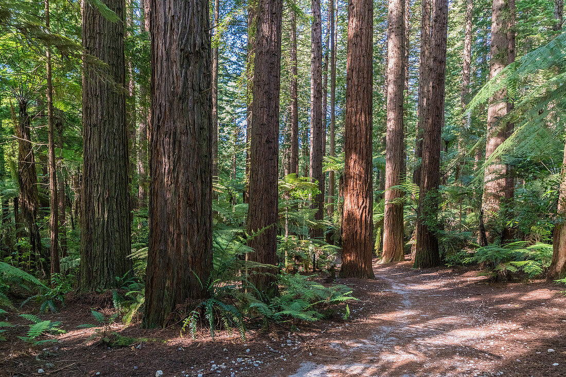 Fußweg in den Redwoods, Whakarewarewa Forest, Rotorua, Nordinsel, Neuseeland