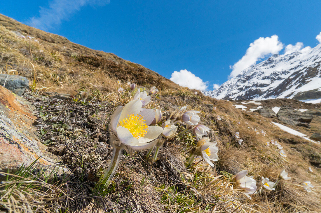 Frühlingsblüte der Pulsatilla Vernalis im Forni-Tal, Valfurva, Lombardei, Italien.