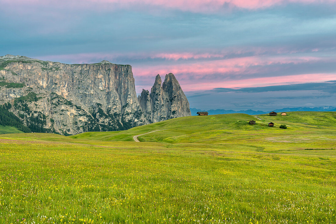Alpe di Siusi/Seiser Alm, Dolomites, South Tyrol, Italy. Dawn over the Alpe di Siusi with the peaks of Sciliar