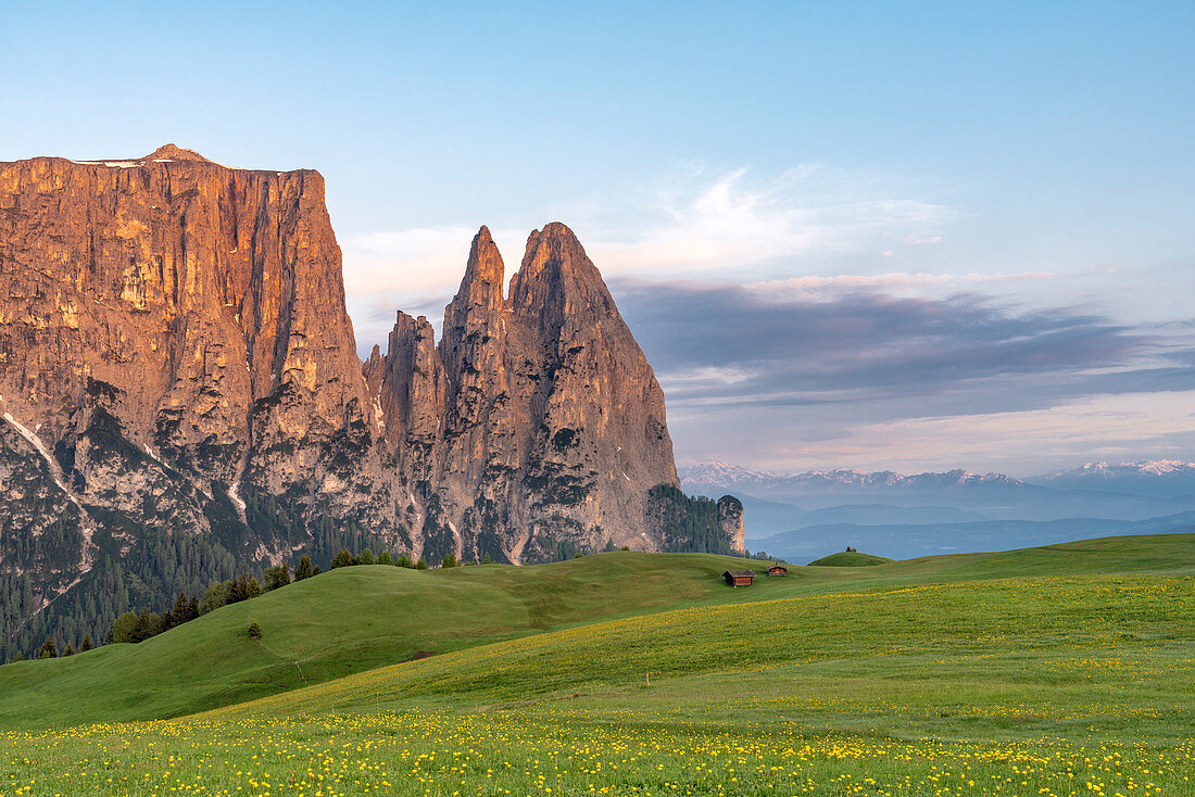 Alpe di Siusi/Seiser Alm, Dolomites, South Tyrol, Italy. Sunrise on the Alpe di Siusi with the peaks of Sciliar