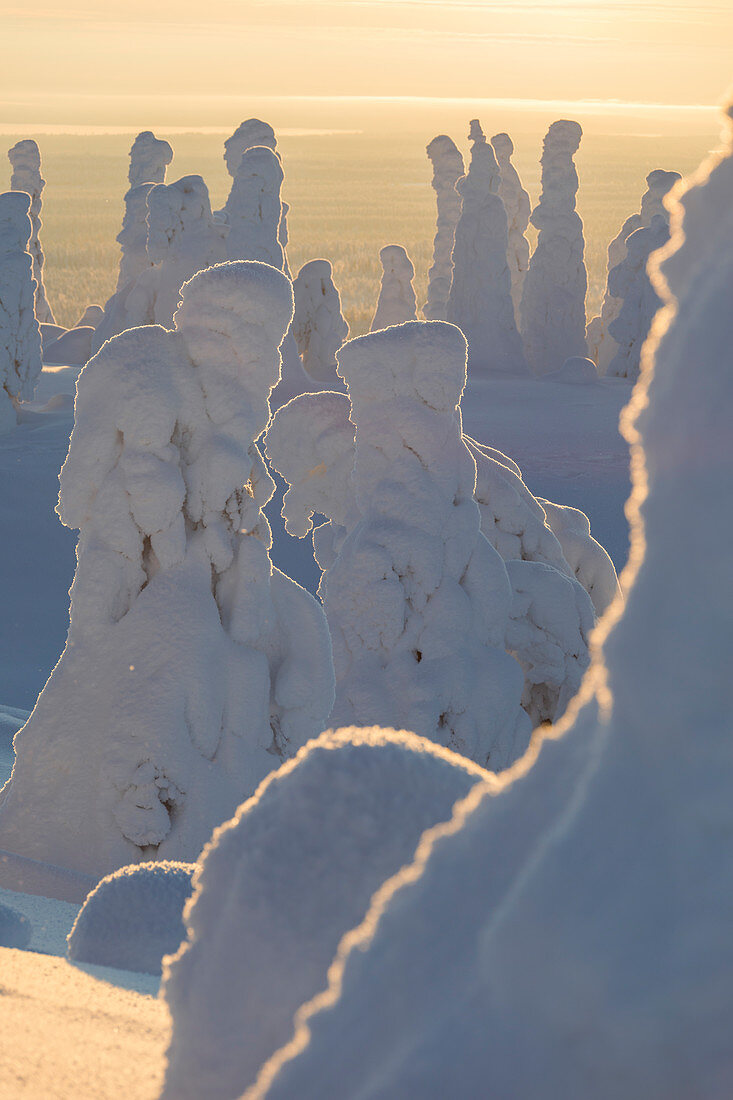 Shapes of frozen trees, Riisitunturi National Park, Posio, Lapland, Finland
