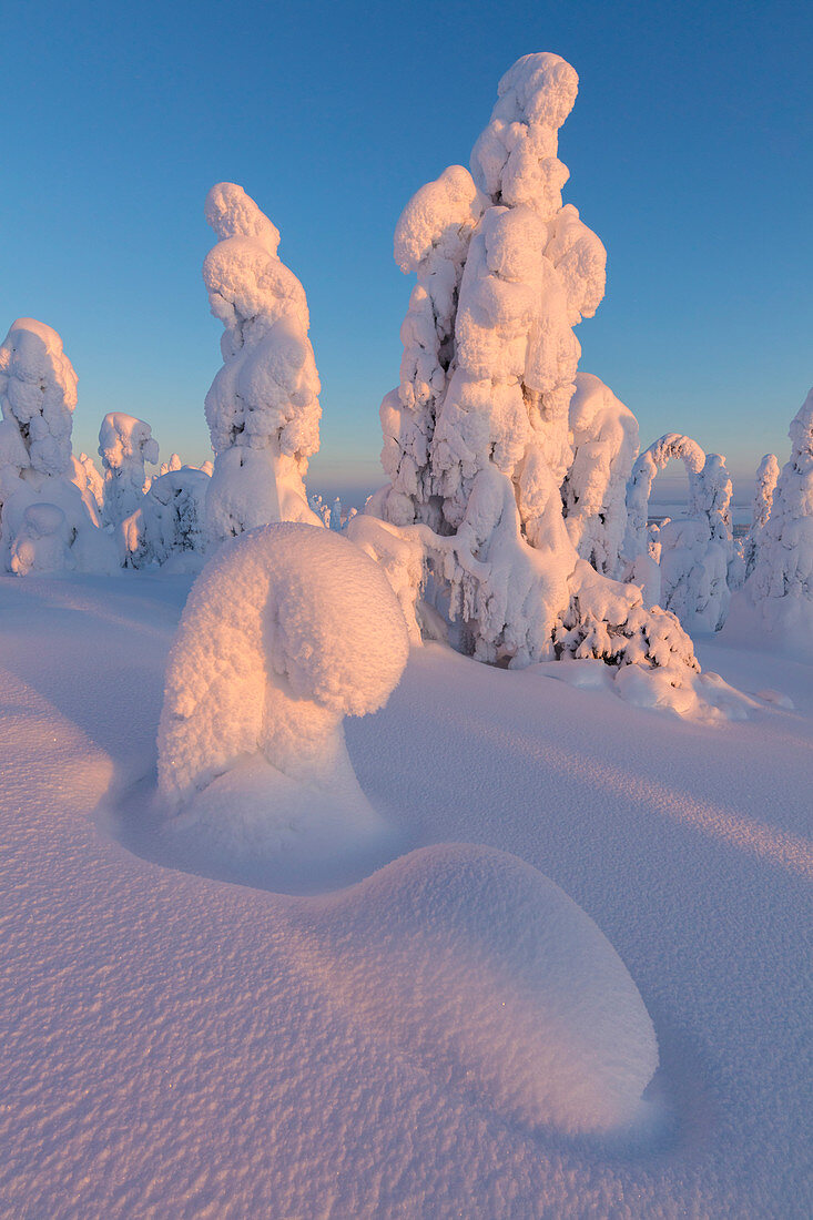 Zugeschneite Bäume im Nationalpark Riisitunturi, Posio, Lappland, Finnland