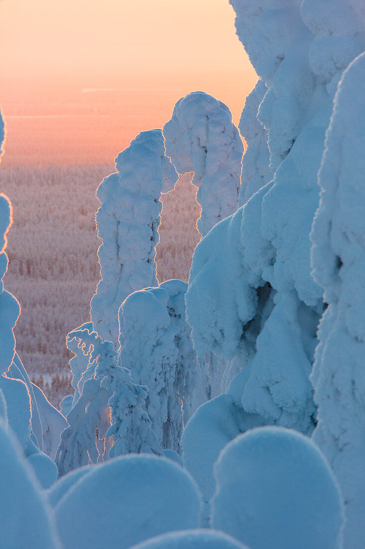 Sonnenuntergang und zugeschneite Bäume im Nationalpark Riisitunturi, Posio, Lappland, Finnland