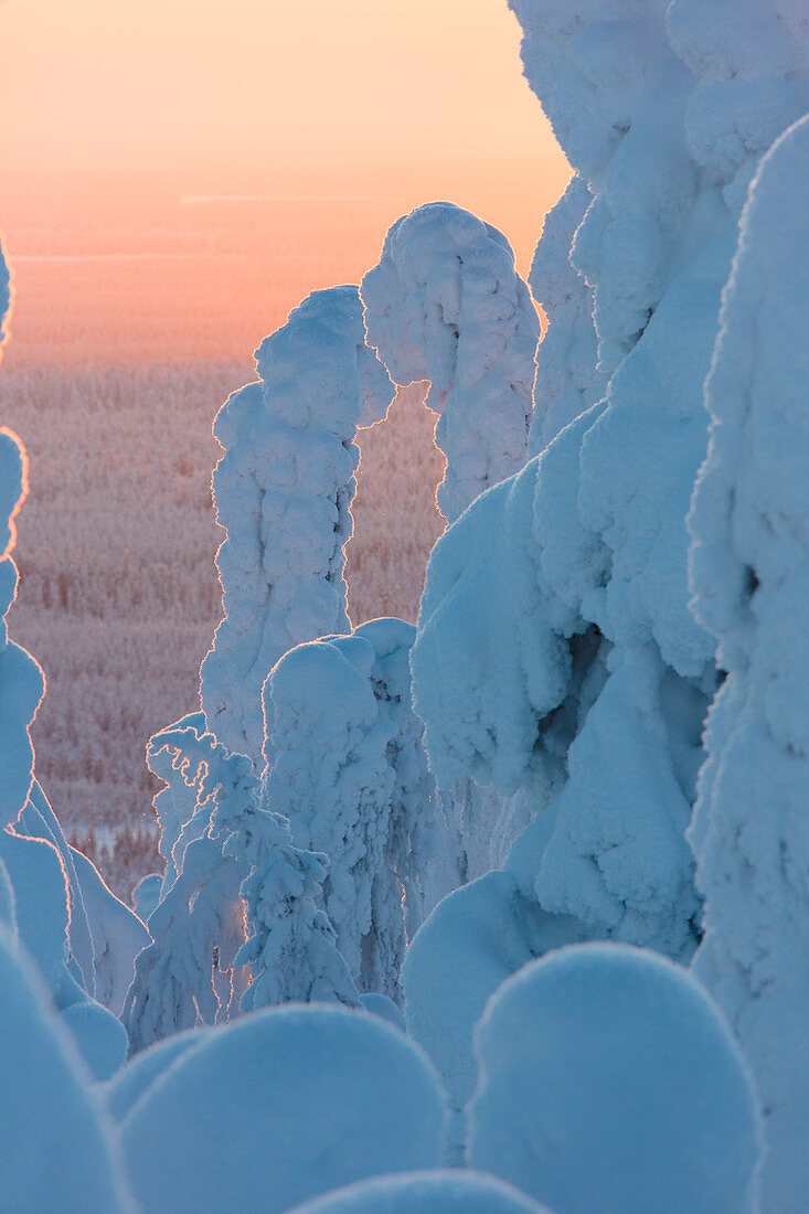 Sunset on frozen trees, Riisitunturi National Park, Posio, Lapland, Finland