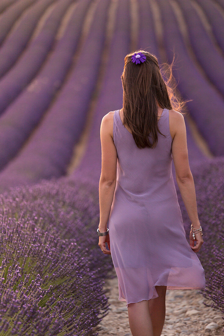 Brunette woman in purple dress in a lavender field at sunset, valensole, provence, france
