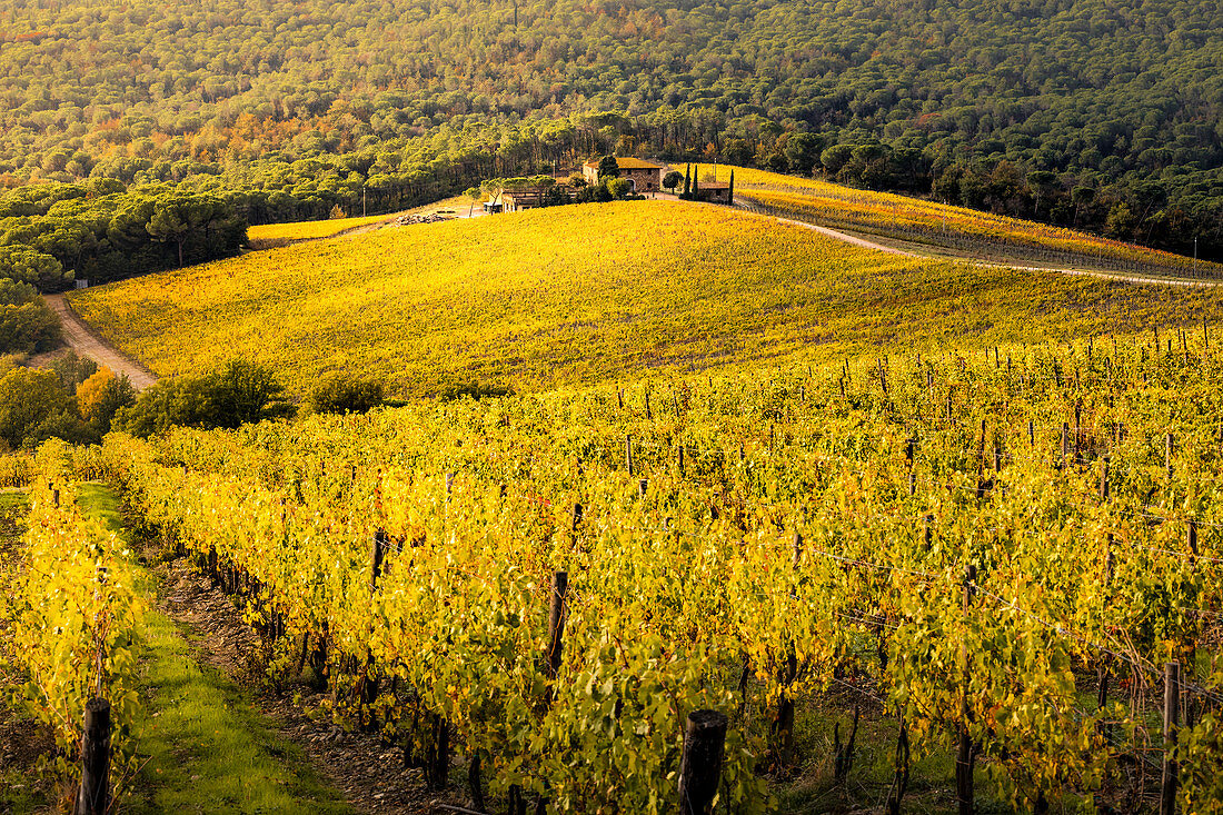 Vineyards during autumn near Gaiole in Chianti, Florence province, Tuscany, Italy 