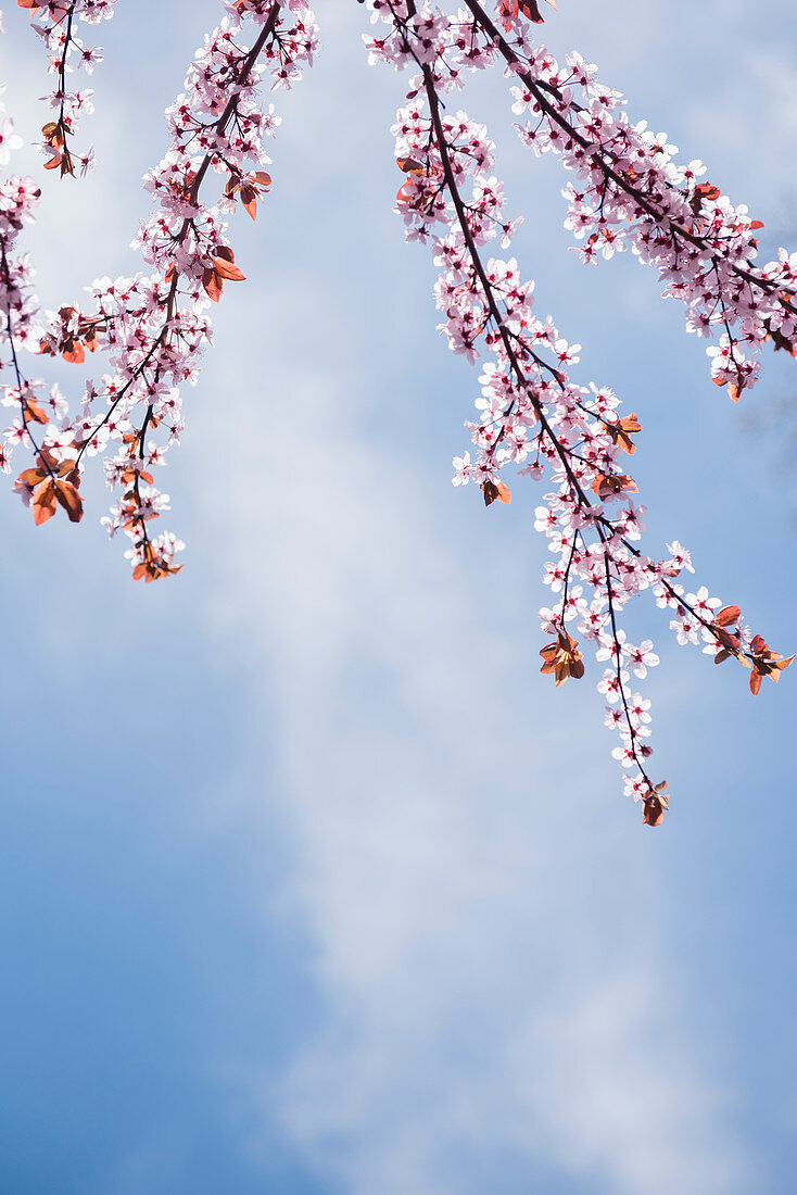 Cherry blossoms