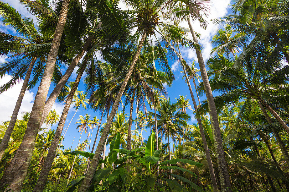 Palm trees forest in Kapaa, Kauai Island, Hawaii, USA