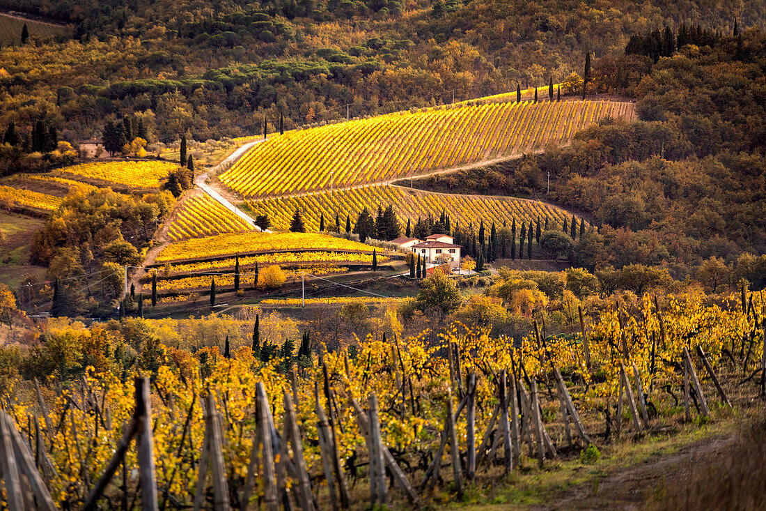 Chianti-Weinberge während des Herbstes, Castellina in Chianti, Provinz Florenz, Toskana, Italien