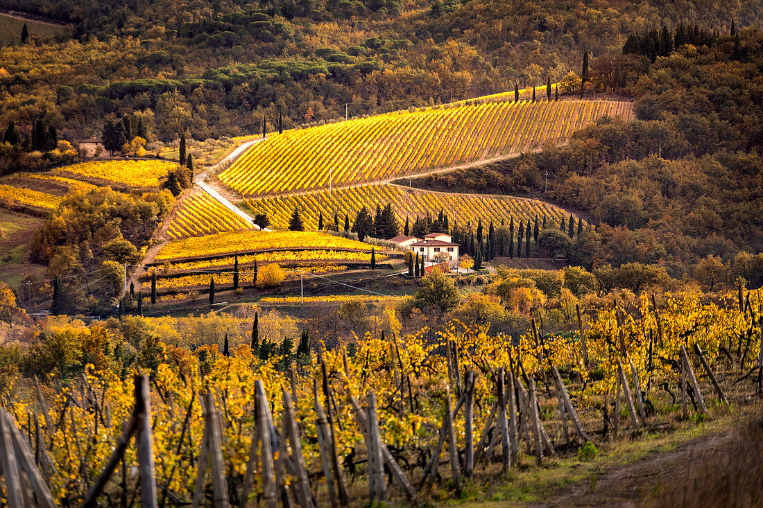 Chianti vineyards during autumn, Castellina in Chianti, Florence province, Tuscany, Italy 