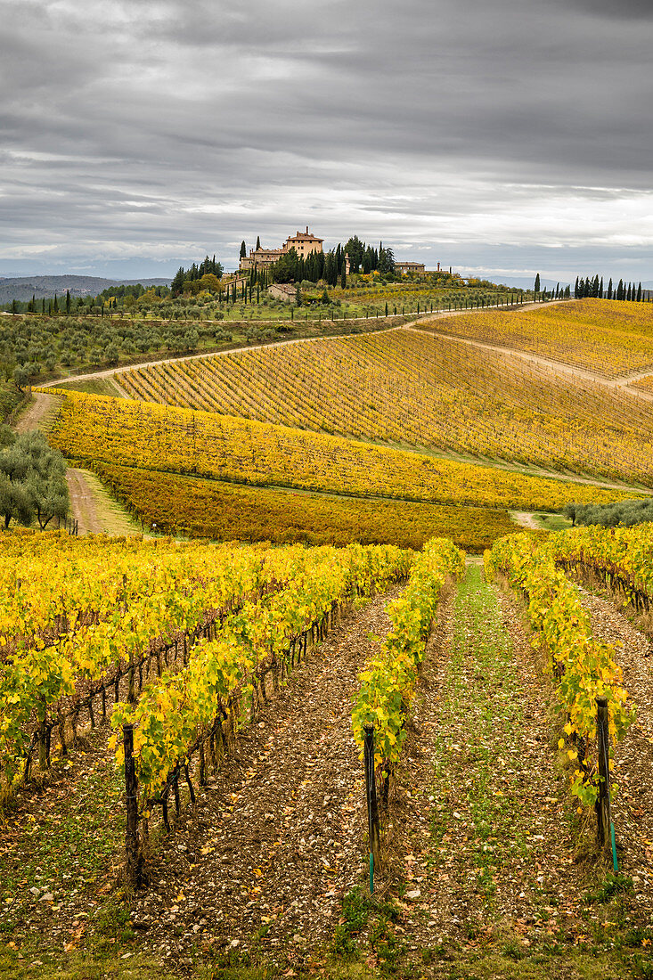 Vineyards during autumn near Gaiole in Chianti, Florence province, Tuscany, Italy