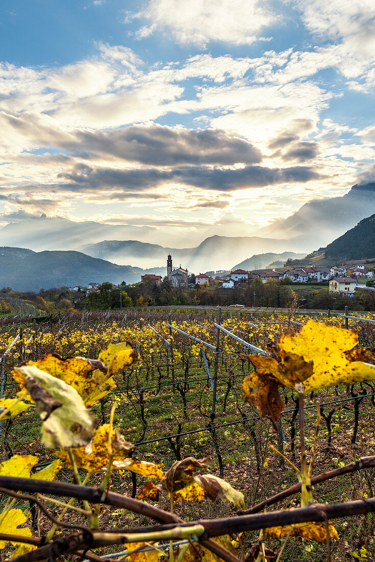 Weinberge im Cembra-Tal, Italien, Trentino,