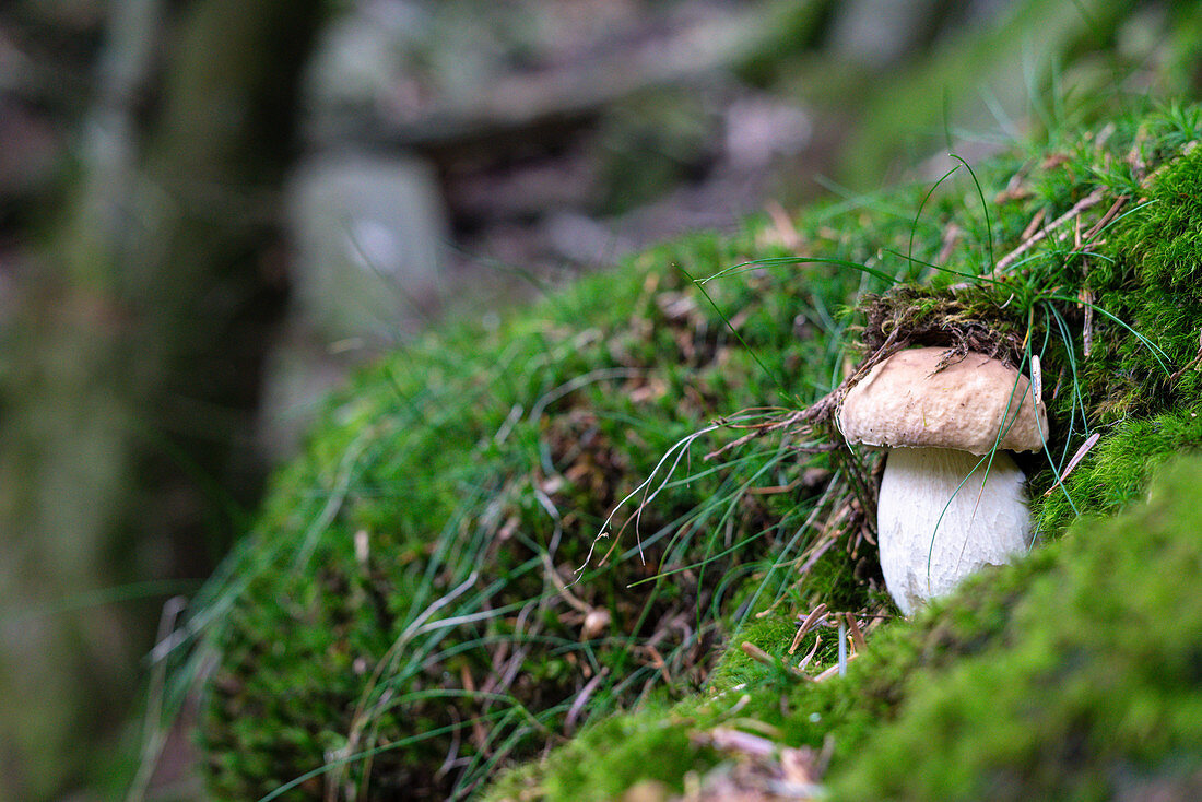 Nahaufnahme, Steinpilz (Porcini-Pilze) im Wald, Valtellina, Lombardei, Italien