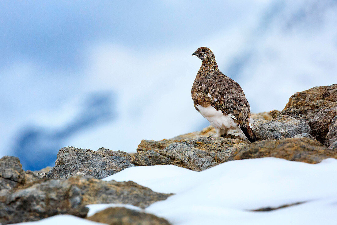 Rock ptarmigan on the rocks in the Stelvio Natural Park, Valtellina, Province of Sondrio, Lombardy, Italy, Europe